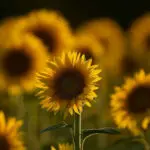 Sunflowers make small moves to maximize their Sun exposure − physicists can model them to predict how they grow