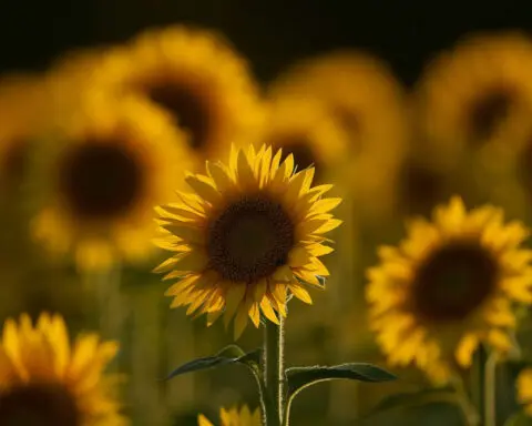 Sunflowers make small moves to maximize their Sun exposure − physicists can model them to predict how they grow