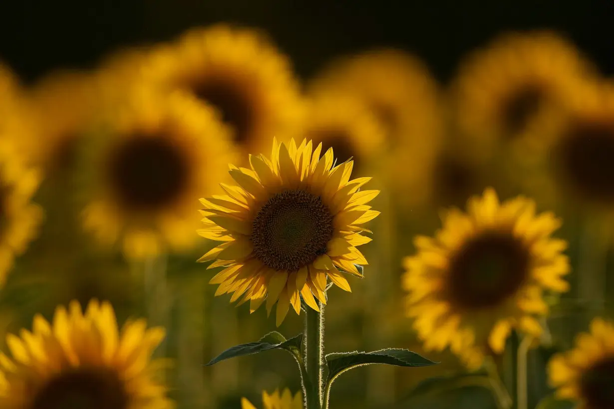 Sunflowers make small moves to maximize their Sun exposure − physicists can model them to predict how they grow