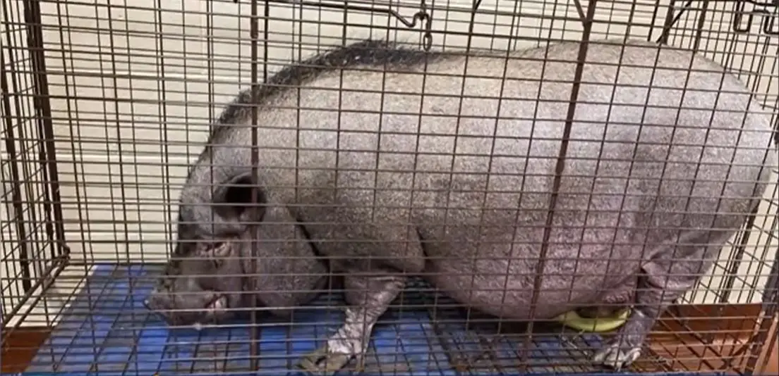 Pig found wandering on the side of road in Franklin