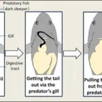 Swallowed eels escape fish predators by slipping through their gills