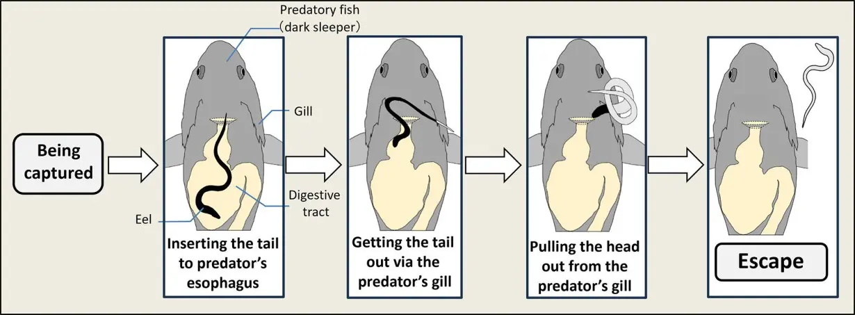 These illustrations show the steps a swallowed Japanese eel takes to free itself from a fish's stomach.