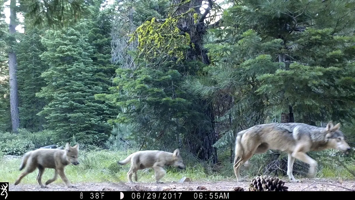 Gray Wolves-Endangered