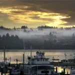 A river otter attacks a child at a Seattle-area marina