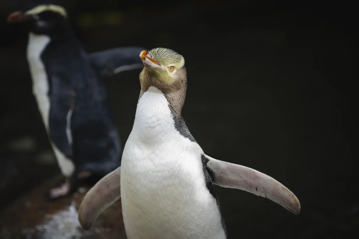 A smelly penguin wins New Zealand's hard-fought bird election