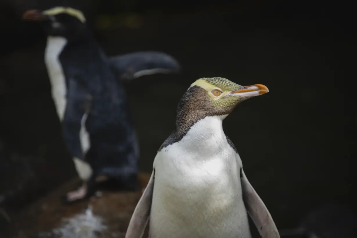 A smelly penguin wins New Zealand's hard-fought bird election