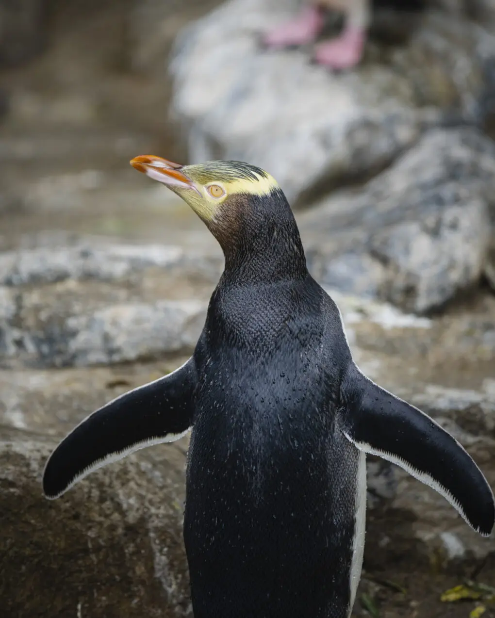 A smelly penguin wins New Zealand's hard-fought bird election