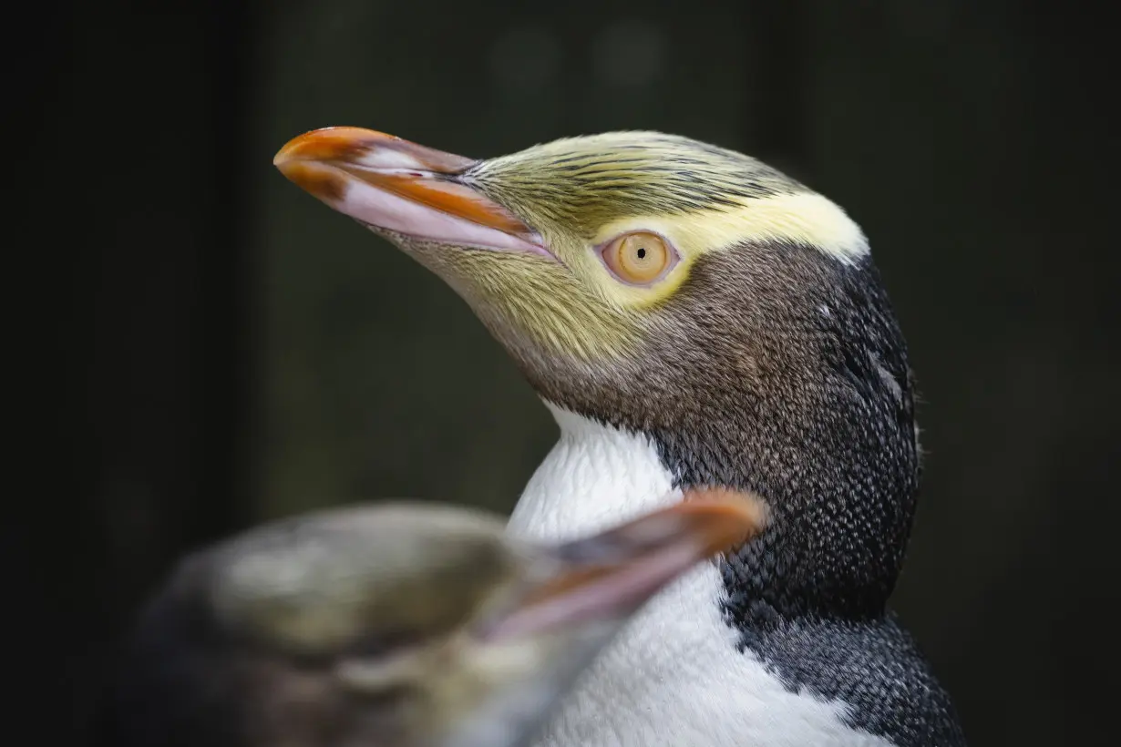 A smelly penguin wins New Zealand's hard-fought bird election