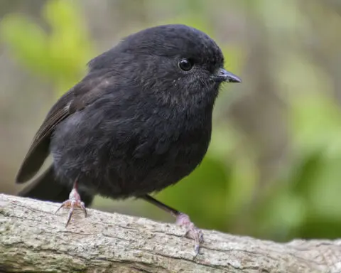 A smelly penguin wins New Zealand's hard-fought bird election