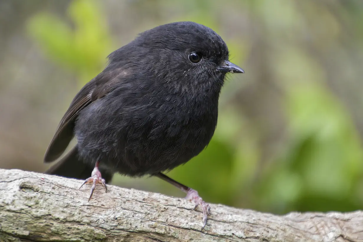 New Zealand Bird of the Year