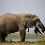 Zimbabwe to cull 200 elephants to feed citizens left hungry by drought