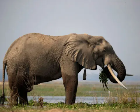 Zimbabwe to cull 200 elephants to feed citizens left hungry by drought