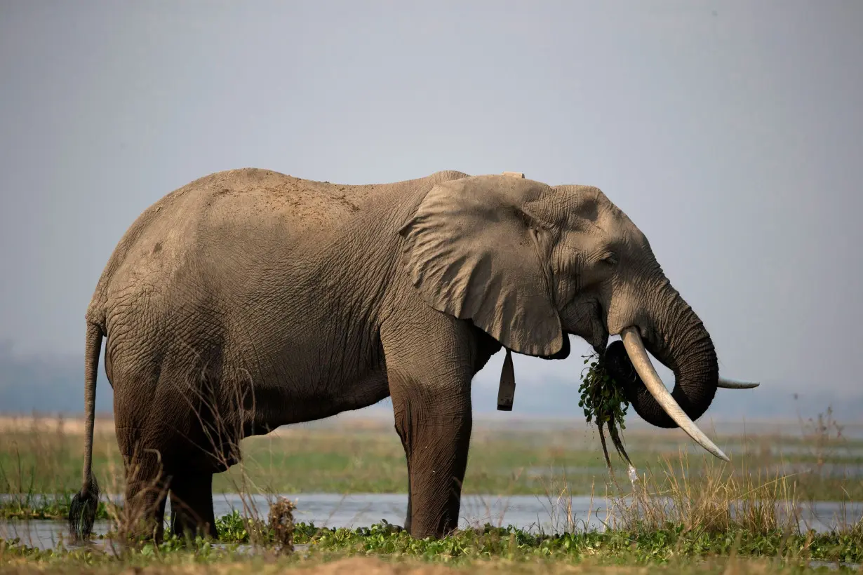 Zimbabwe to cull 200 elephants to feed citizens left hungry by drought