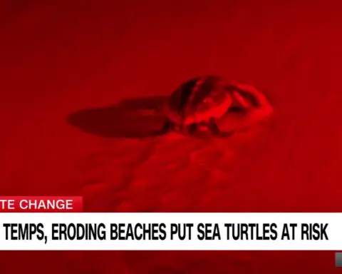 See what's causing turtle gender imbalance