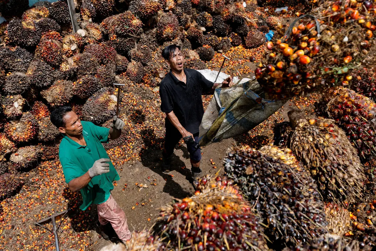 Palm oil plantation in Riau province as Indonesia has announced the ban on palm oil exports effective this week