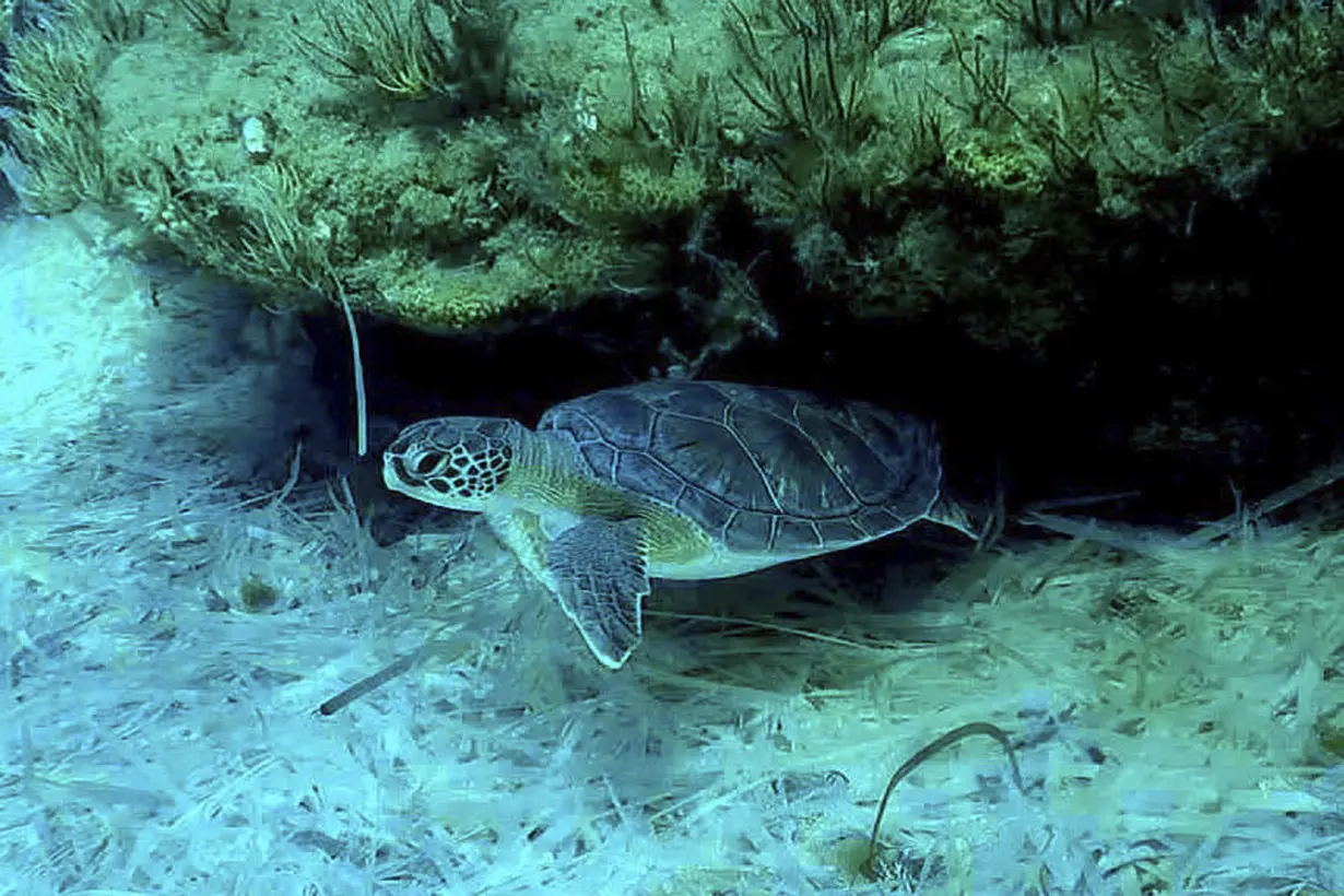 Cyprus UK Sea Turtles