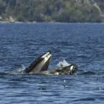 A bewildered seal found itself in the mouth of a humpback whale