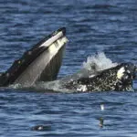 A bewildered seal found itself in the mouth of a humpback whale