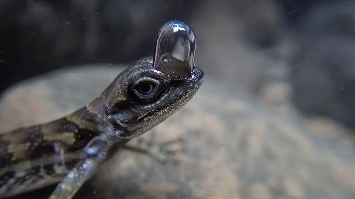 Diving lizard's built-in 'scuba tank' allows it to breathe underwater, scientists say