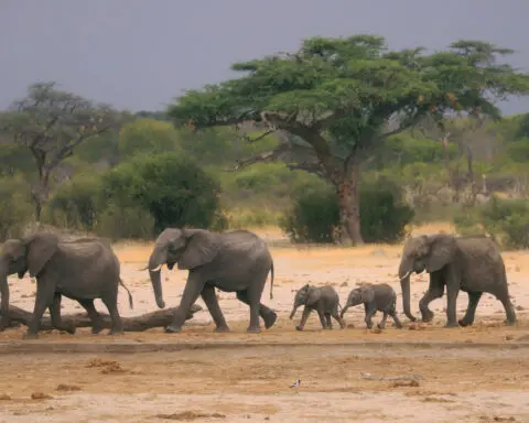 Zimbabwe and Namibia will kill scores of elephants to feed people facing drought