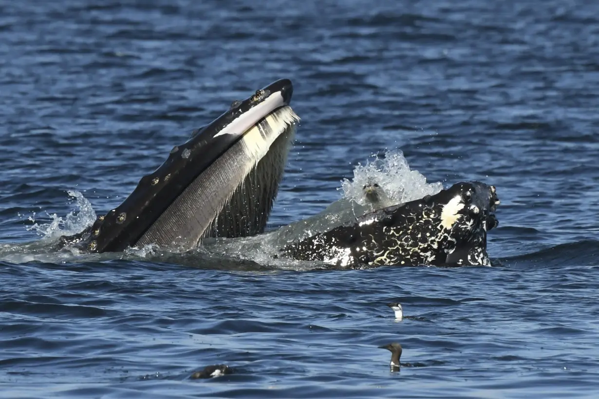 CORRECTION Humpback Gulps Seal