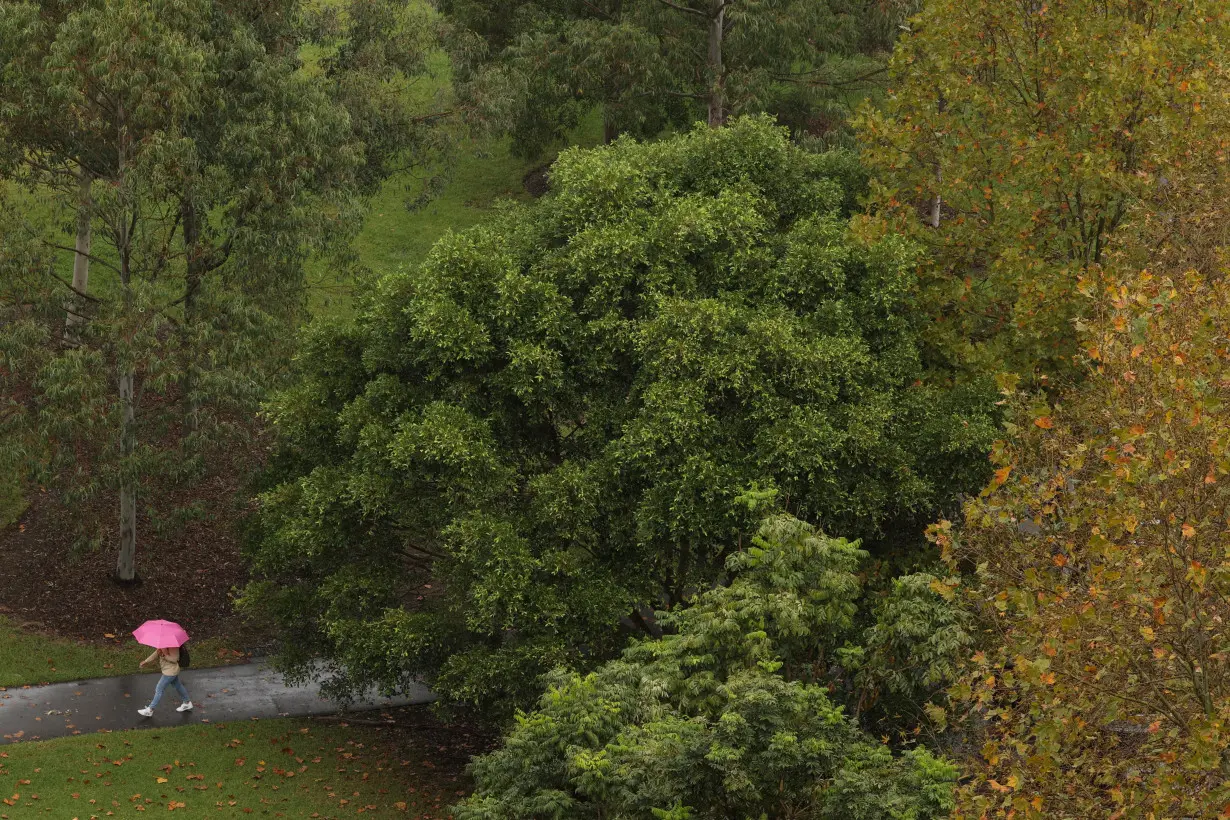 A person holding an umbrella walks through a park on a rainy day in Sydney