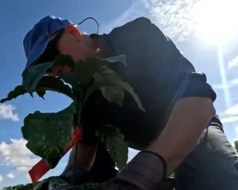 ‘Can we grow coffee in Florida successfully?’: Researchers set to harvest beans from plants in Redlands