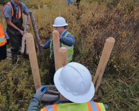 Teams are building man-made beaver dams to restore habitat at Colorado's Soda Creek