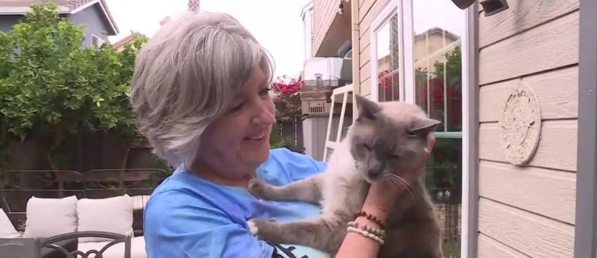 Cat travels over 1,000 miles back home after going missing in Yellowstone