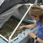 Endangered sea corals moved from South Florida to the Texas Gulf Coast for research and restoration