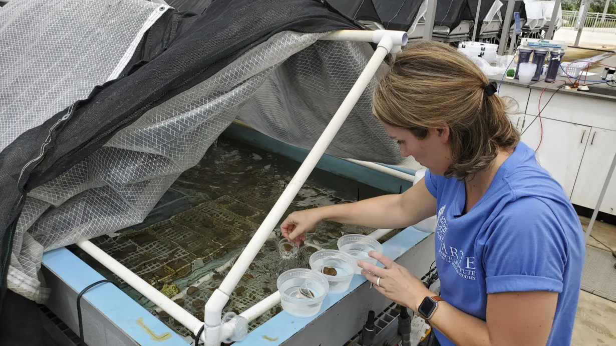 Coral Restoration Transport