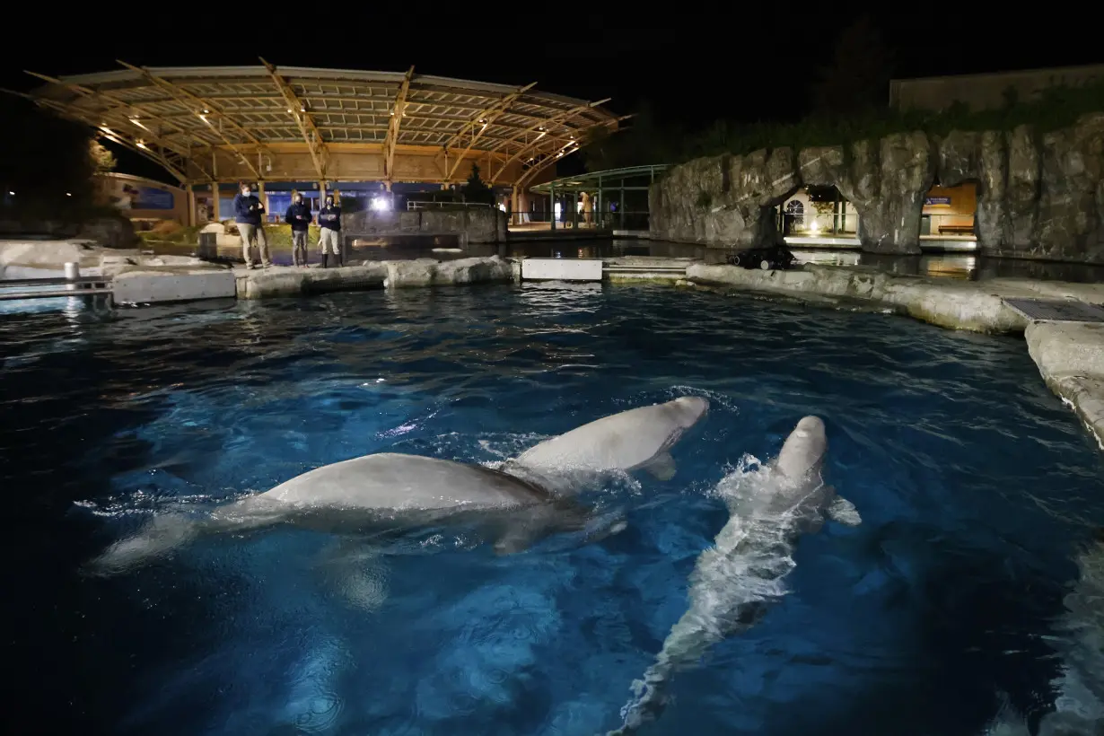 Aquarium Beluga Whales