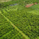 Coffee growers look to postpone EU deforestation requirement