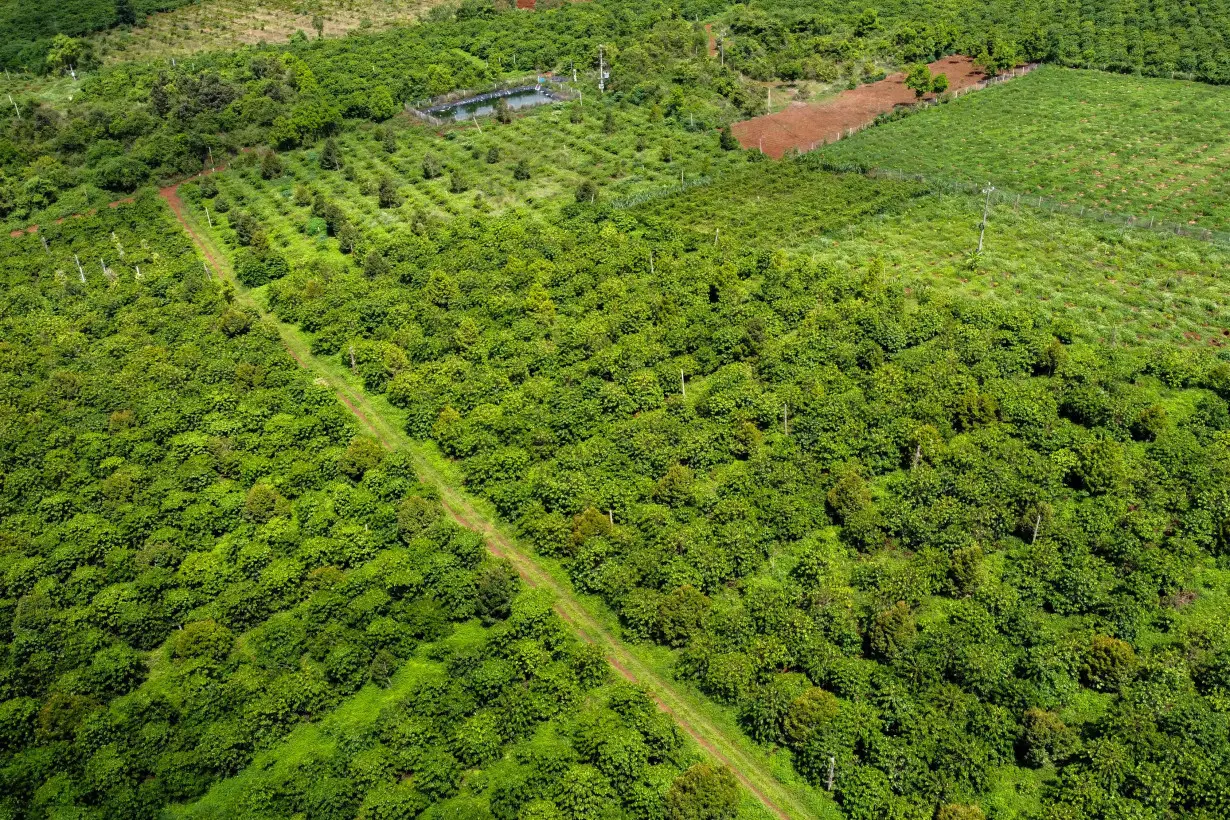 A drone view shows a coffee plantation