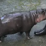 Pygmy hippo Moo Deng is so adored she may get her own patent