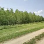 Invasive caterpillars can make aspen forests more toxic for native insects – a team of ecologists explains how