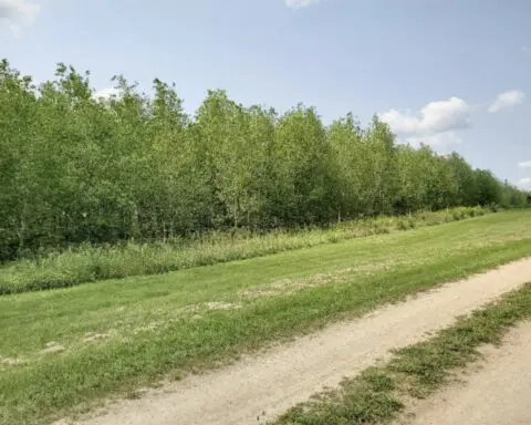 Invasive caterpillars can make aspen forests more toxic for native insects – a team of ecologists explains how