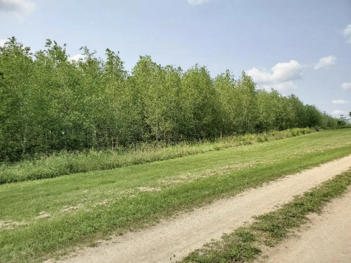 Invasive caterpillars can make aspen forests more toxic for native insects – a team of ecologists explains how