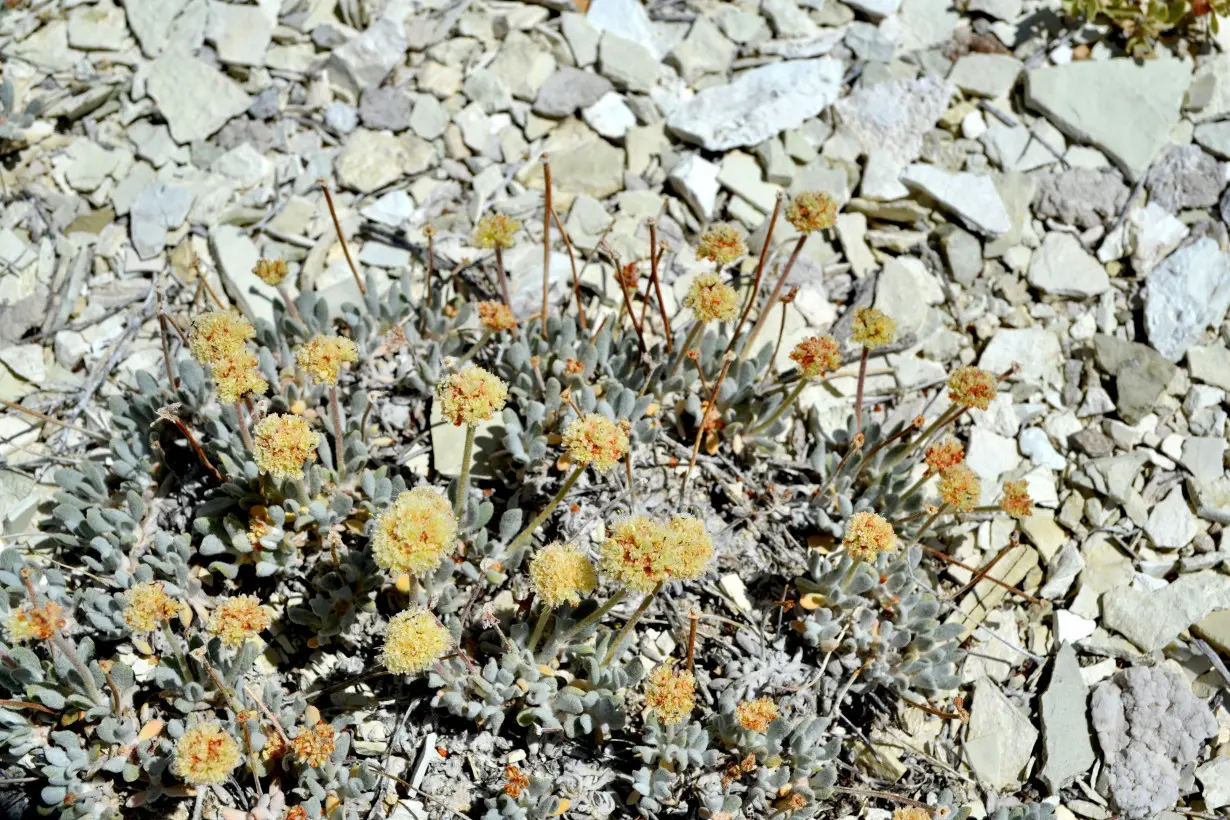 FILE PHOTO: Tiehm's buckwheat plant is seen in this undated handout photo