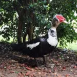 Feathered firefighter: Lost duck finds home at Tuscaloosa fire station