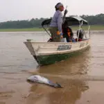 Dolphins dying again in Amazon lake made shallow by drought