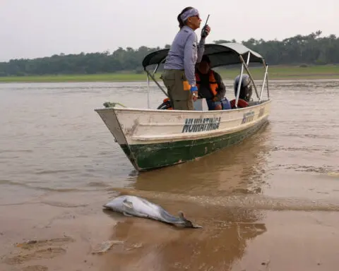 Dolphins dying again in Amazon lake made shallow by drought