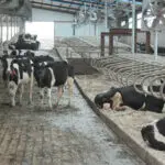 China dairy farms swim in milk as fewer babies, slow economy cut demand