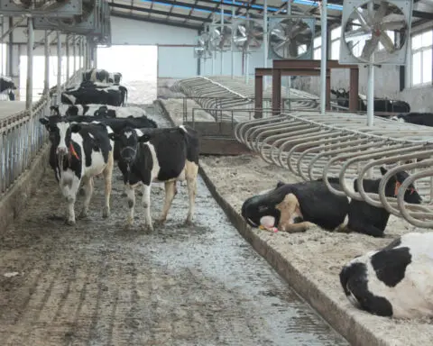 China dairy farms swim in milk as fewer babies, slow economy cut demand