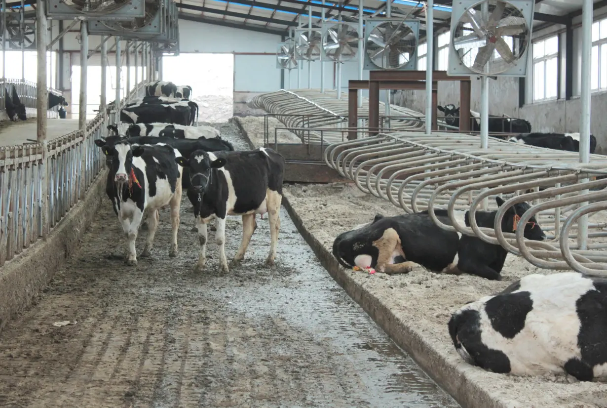 FILE PHOTO: Cows are seen at farm houses at an independent dairy farm in Shenyang