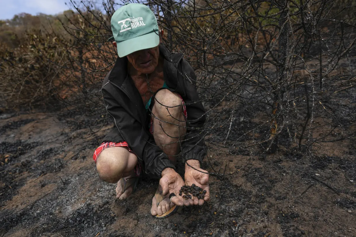 Brazil Wildfire Coffee Crops