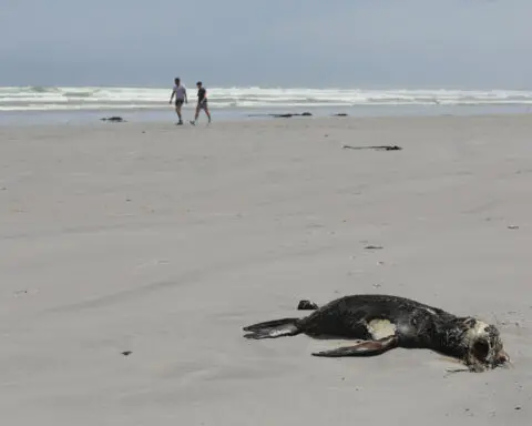 Scientists in South Africa say they have identified the first known outbreak of rabies in seals