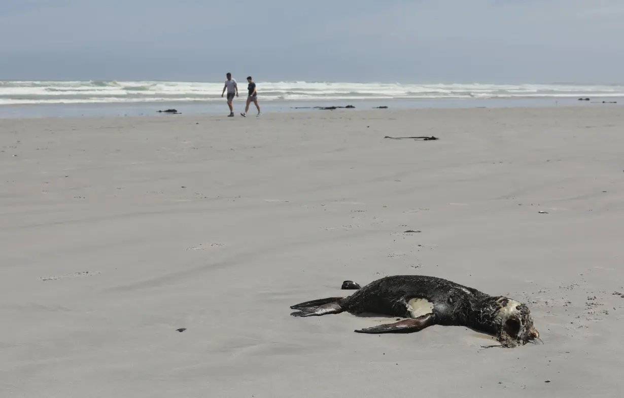 South Africa Seals Rabies