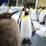 Huge Australian king penguin chick Pesto grows into social media star