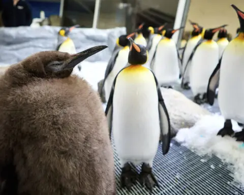 Huge Australian king penguin chick Pesto grows into social media star